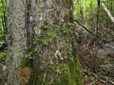 Lobaria-pulmonaria_4